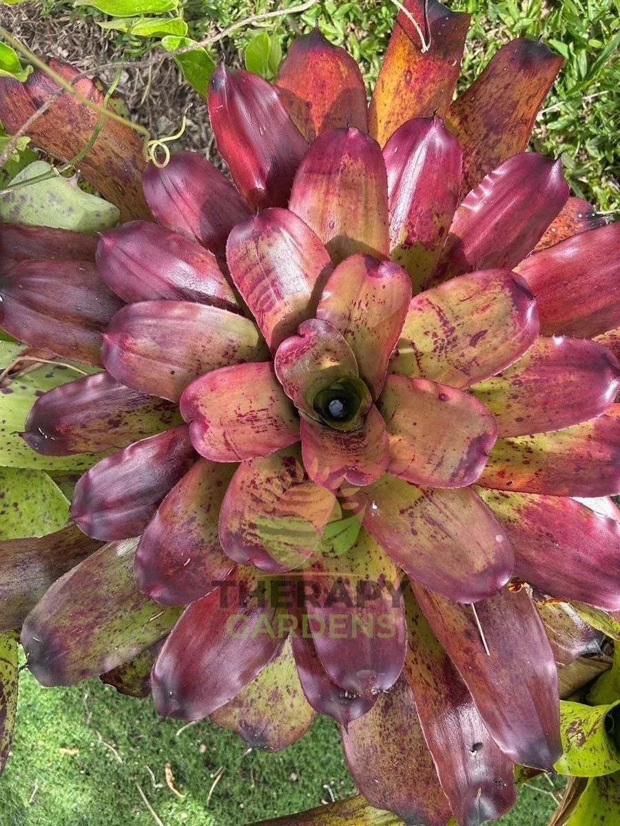 Neoregelia Vinzant's 'Caramac' Bromeliad Plant – Colorful Tropical Indoor Houseplant – Easy Care 6-Inch Pot