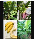 Dwarf Musa Banana Tree Starter Plant - Small Rooted Musa acuminata 'Dwarf Orinoco' Indoor Outdoor Garden