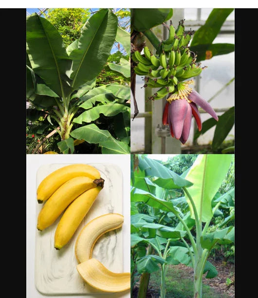 Dwarf Musa Banana Tree Starter Plant - Small Rooted Musa acuminata 'Dwarf Orinoco' Indoor Outdoor Garden