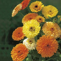 Calendula officinalis Seeds - Fiesta Gitana Dwarf Annual Flower, 100 Pack, Bright Colorful Blooms, Easy to Grow, Pollinator Friendly