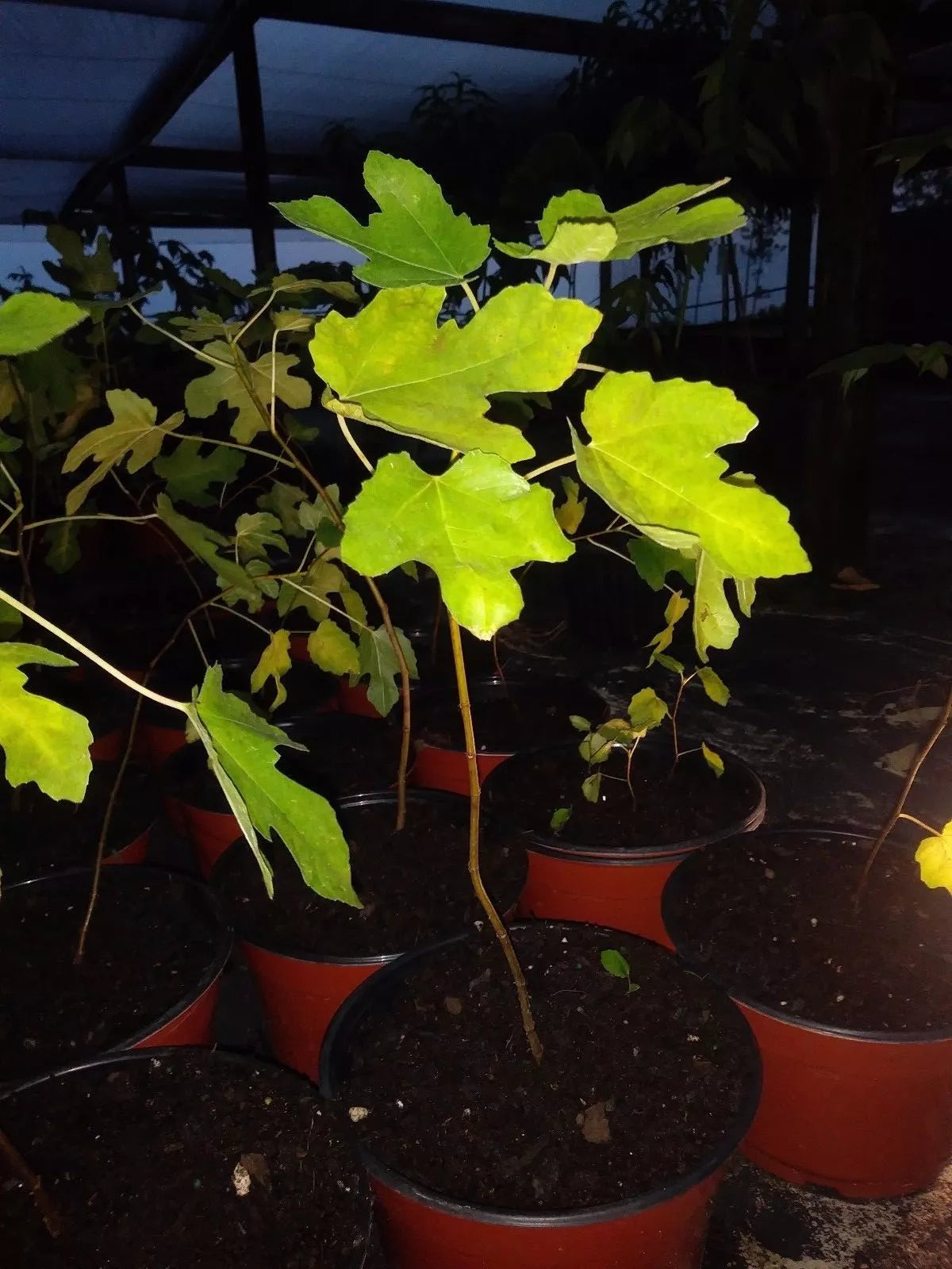 Ficus Carica 'Celeste' Fig Tree Starter Plant 5-8 Inches Cold Hardy Edible Fruit for Garden or Container