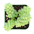 Burro's Tail Succulent 2" Pot, Sedum Morganianum, Trailing Donkey's Tail Plant for Indoor & Outdoor Gardens