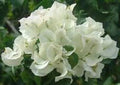 Bougainvillea Starter Plant - Keywest White - Bare Root Climbing Vine - Bougainvillea glabra