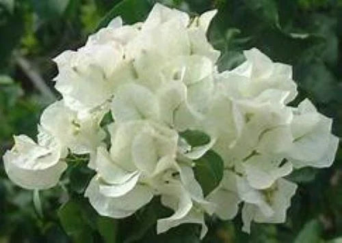 Bougainvillea Starter Plant - Keywest White - Bare Root Climbing Vine - Bougainvillea glabra