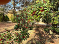 American Holly Tree Cuttings - 10 Native Ilex Opaca Shrubs for Landscaping, Screening & Wildlife Habitat