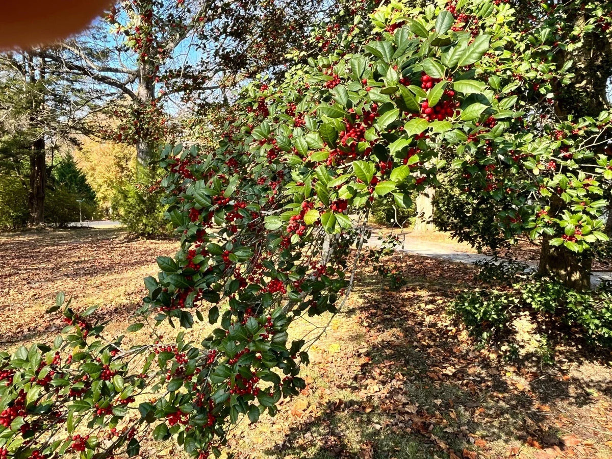 American Holly Tree Cuttings - 10 Native Ilex Opaca Shrubs for Landscaping, Screening & Wildlife Habitat