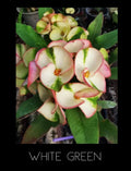 Crown of Thorns Plant - Rooted in Nursery Pot - White Green Euphorbia Milii - Indoor Outdoor Drought-Tolerant Succulent