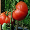 Burpee Big Boy Tomato Seeds – Organic Non-GMO Hybrid, 120+ Lycopersicon esculentum Seeds for Home Garden, Container Growing