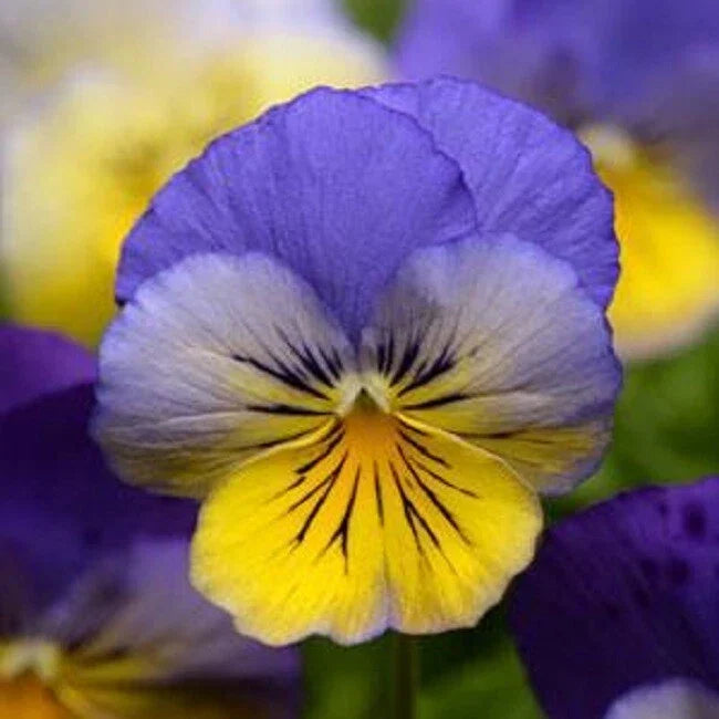 15 Pansy Seeds - Cool Wave Morpho Trailing Viola x wittrockiana for Hanging Baskets & Containers