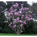 Purple Magnolia Seeds - 5 Pack, Fragrant Magnolia liliiflora, Tulip Tree Seeds for Garden, Spring Blooms, Easy to Grow, US Seller
