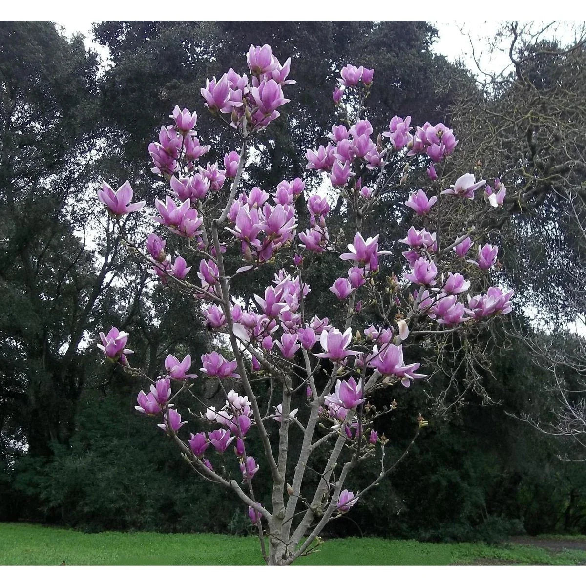 Purple Magnolia Seeds - 5 Pack, Fragrant Magnolia liliiflora, Tulip Tree Seeds for Garden, Spring Blooms, Easy to Grow, US Seller