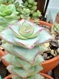 Succulent Plants - 2-Inch Crassula Perforata String of Buttons - Live Rooted Succulents for Indoor & Outdoor Gardens