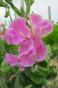 Bobby Chisholm Sweet Pea Seeds - 50+ Pack, Heirloom Lathyrus odoratus, Fragrant Climbing Vine for Garden, Trellises & Borders