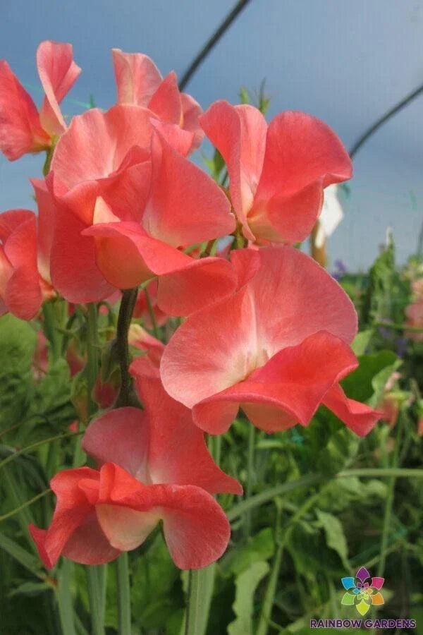 Sweet Pea Seeds Pack – Thomas & Linda Variety – Lathyrus odoratus – Climbing Vine for Garden, Containers, Trellises