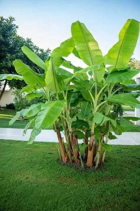 Darjeeling Banana Tree Seeds - Musa sikkimensis - Tropical Fruit Planting Seeds - Edible Banana Plant - 5 Seeds