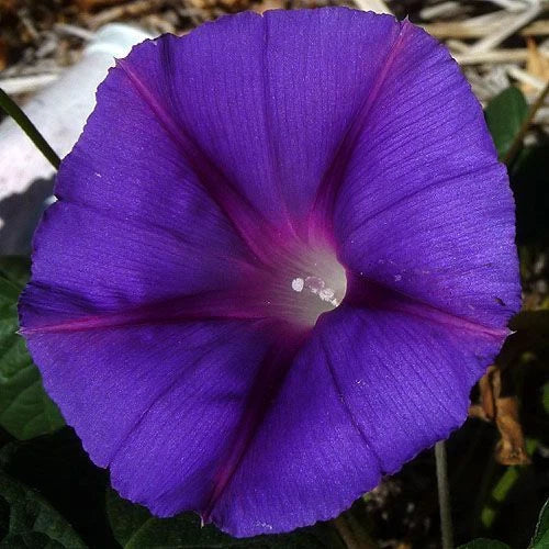 Star of Yelta Morning Glory Seeds - 50 Fresh Ipomoea tricolor Climbing Flower Seeds for Garden Trellises & Fences