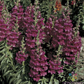 Liberty Lavender Snapdragon Seeds - 1000+ Premium Antirrhinum majus Garden Seeds for Borders & Containers, USA Grown