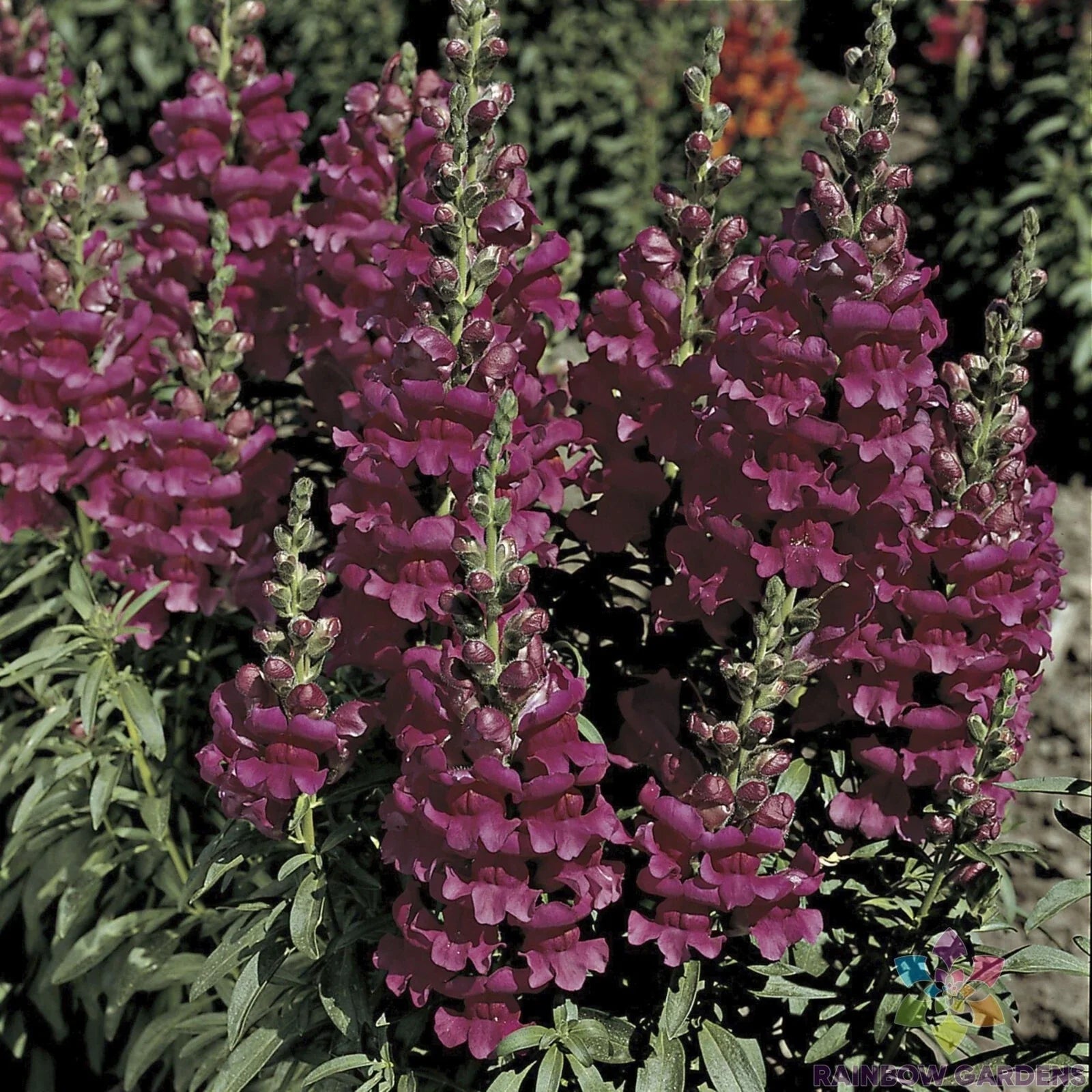 Liberty Lavender Snapdragon Seeds - 1000+ Premium Antirrhinum majus Garden Seeds for Borders & Containers, USA Grown