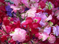 Sweet Pea Seeds - Royal Mix, Fragrant Climbing Vine, Lathyrus odoratus, 33 Seeds, Garden Flowers, Pollinator Attractant