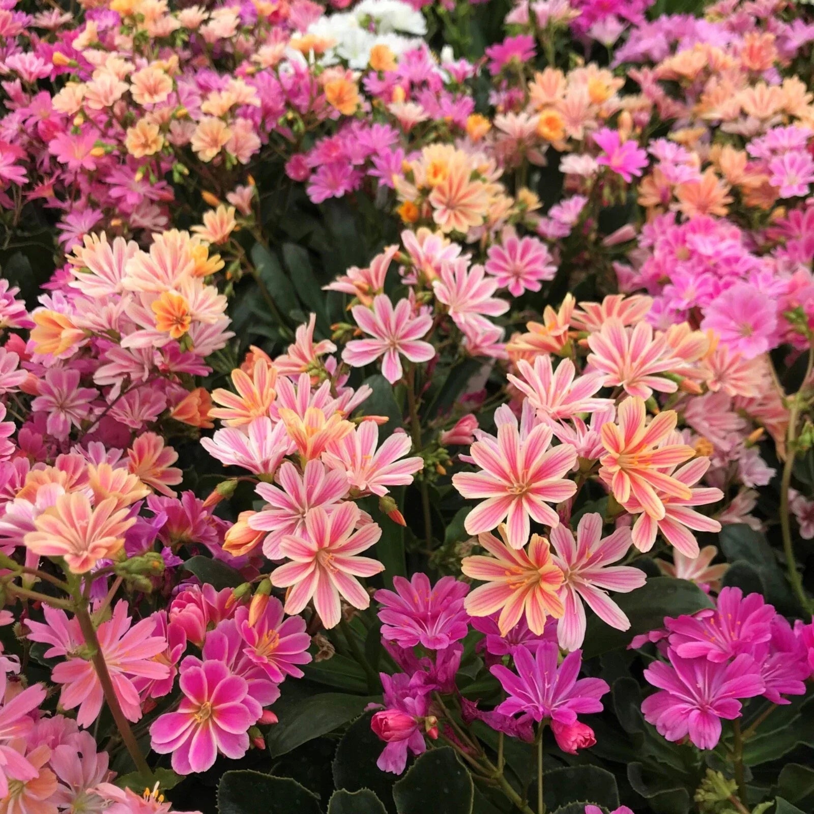 Hardy Succulent Lewisia ‘Rainbow Mix’ Live Starter Plant - Colorful Perennial