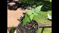 Silver Maple Live Tree Starter Plant, 6-12 Inches, Acer saccharinum, Fast Growing Deciduous Tree for Garden Landscaping