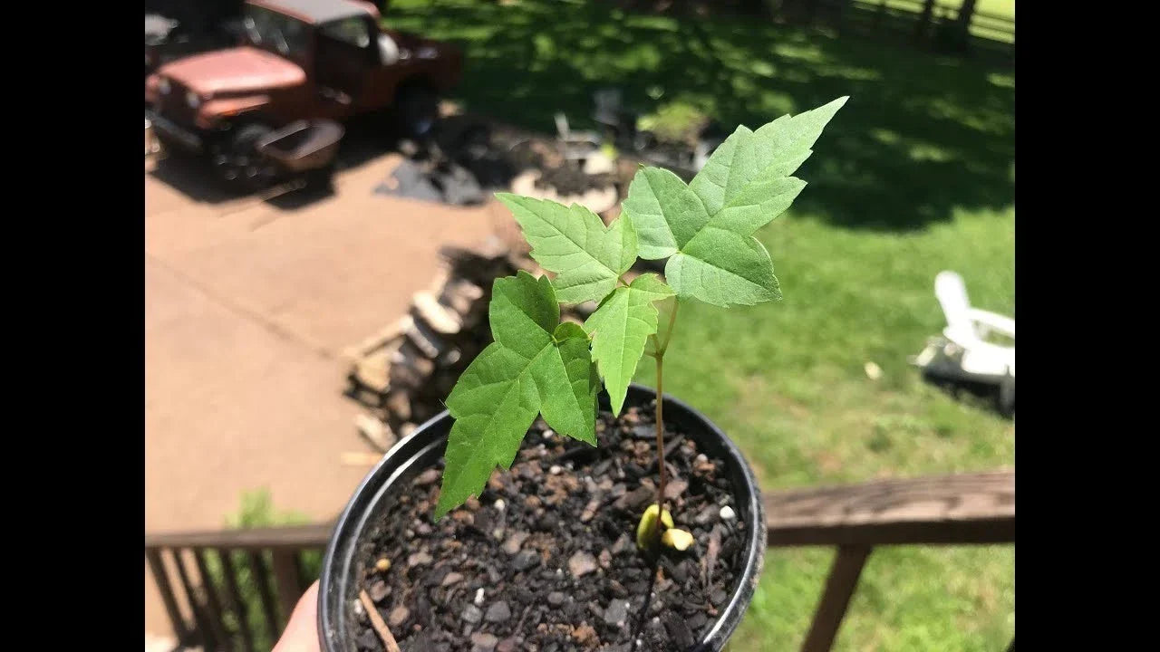 Silver Maple Live Tree Starter Plant, 6-12 Inches, Acer saccharinum, Fast Growing Deciduous Tree for Garden Landscaping
