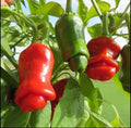 Heirloom Hot Pepper Seeds, Capsicum annuum, Unique Shape, Spicy Flavor, Non-GMO, 10+ Seeds for Garden or Container Planting