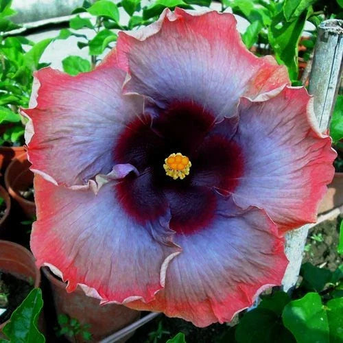 Pink Grey Purple Hibiscus Seeds - Perennial Flower Seeds for Garden, Hibiscus rosa-sinensis, 20 Pack