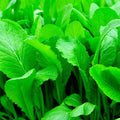 Florida Broadleaf Mustard Seeds - Non-GMO Heirloom Brassica juncea Vegetable Seeds for Home Gardening