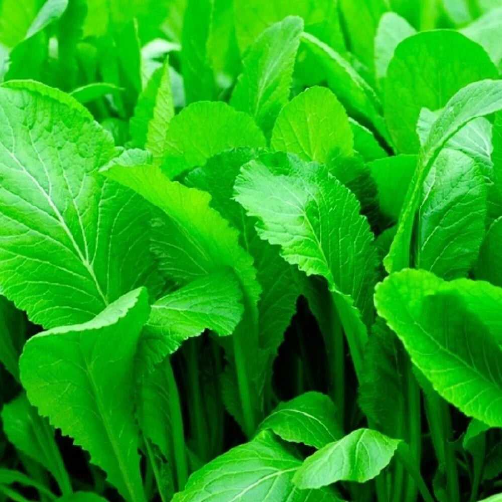 Florida Broadleaf Mustard Seeds - Non-GMO Heirloom Brassica juncea Vegetable Seeds for Home Gardening