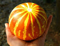 Queen Anne's Pocket Melon Seeds - Heirloom Cucumis melo Compact Vine 10 Pack