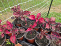 Live Bloodleaf Iresine herbstii Starter Plant - Lysine Chicken Gizzard Variety, Rooted Indoor & Outdoor Plant