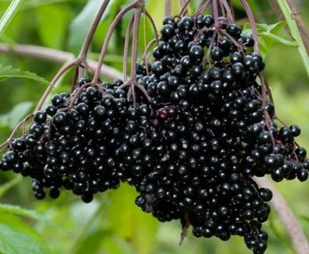 Fresh Elderberry Cuttings 12 Black Bearing Sambucus nigra Fruit for Harvesting