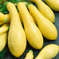 Early Prolific Straight Neck Squash Seeds – Non-GMO Heirloom Cucurbita pepo, 25 Pack for Garden, Kitchen, and Harvest