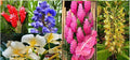 Hawaiian Tropical Ginger Plant Roots 5 Pack – Zingiber zerumbet in Red, Blue, White, Yellow, Pink – Perennial Garden Roots