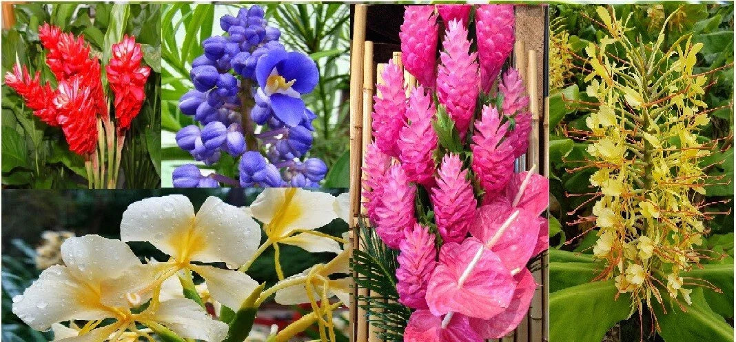 Hawaiian Tropical Ginger Plant Roots 5 Pack – Zingiber zerumbet in Red, Blue, White, Yellow, Pink – Perennial Garden Roots