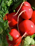 Crimson Giant Radish Seeds - 2,000 Big Round Red Raphanus sativus for Salad, Garnish, and Snacking