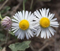 Heirloom Organic Flower Seeds - Plains Lazy Daisy (Erigeron strigosus) - 100+ Doze-Daisy Seeds for Garden, Borders, Containers