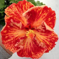 Red Orange Hibiscus Seeds - Perennial Flower Seeds for Garden Beds & Containers - Hibiscus rosa-sinensis, Vibrant Red-Orange Blooms