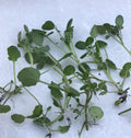 Fresh Watercress Plants with Roots - Live Nasturtium officinale Vegetables for Gardening