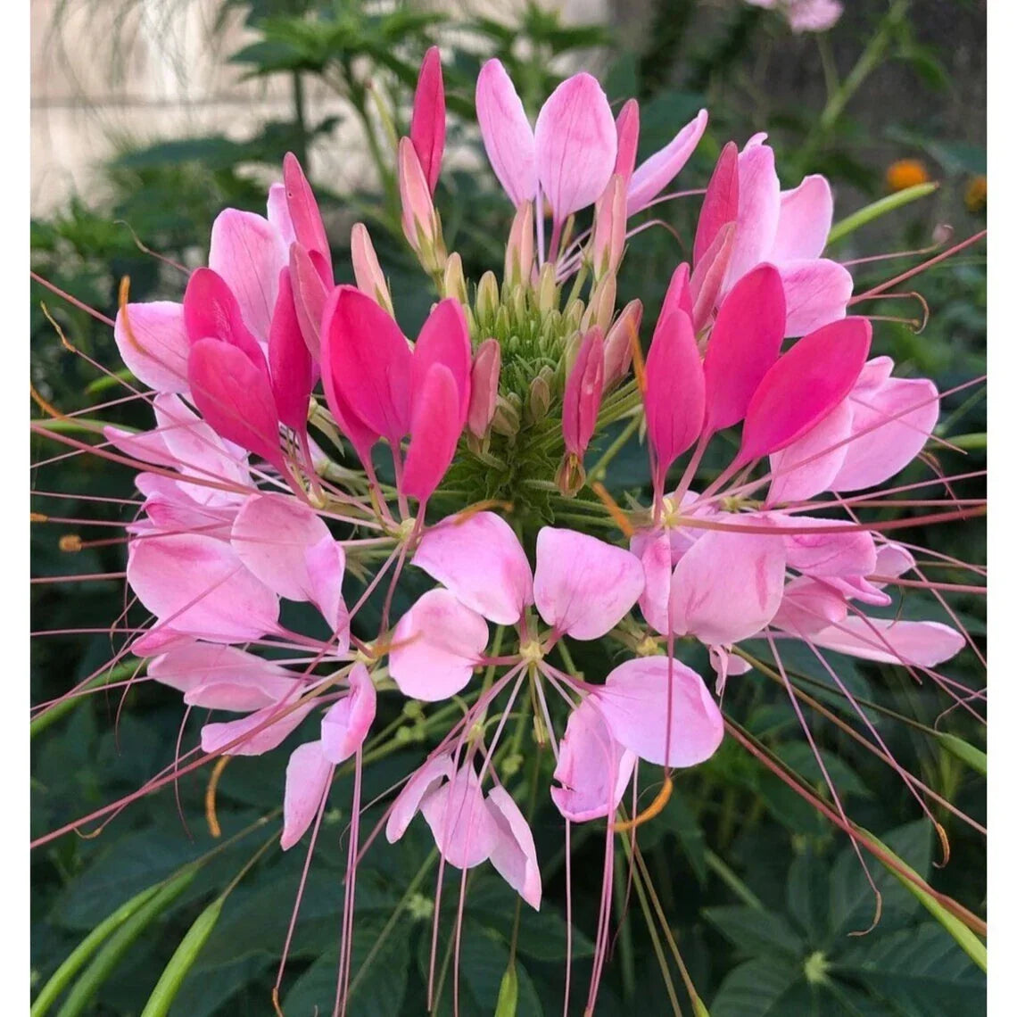 Candu Pink Spider Seeds - 100 Perennial Seeds - Clome Spinosa - Attracts Butterflies & Bees - US Seller