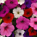 Petunia Seeds Pelleted Easy Wave Mix Flower Seeds for Garden, Containers & Hanging Baskets - Petunia × hybrida