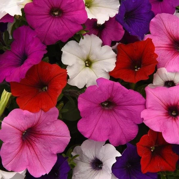 Petunia Seeds Pelleted Easy Wave Mix Flower Seeds for Garden, Containers & Hanging Baskets - Petunia × hybrida