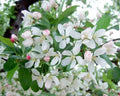 Harvest Gold Crabapple Seeds - 25+ Pack, Malus 'Harvest Gold', Ornamental Fruit Tree for Garden Planting, USA Grown