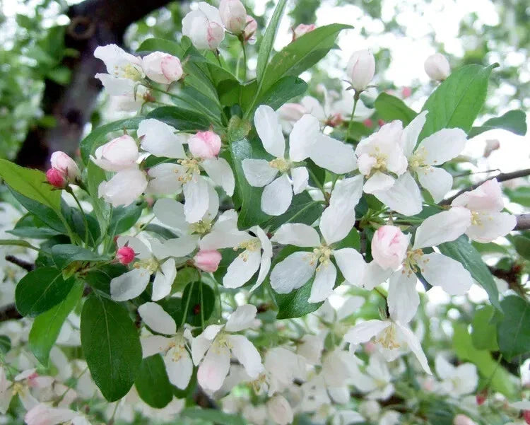 Harvest Gold Crabapple Seeds - 25+ Pack, Malus 'Harvest Gold', Ornamental Fruit Tree for Garden Planting, USA Grown