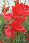 Jimmy Sweet Pea Seeds - 50+ Pack, Climbing Annual Flower, Fragrant Lathyrus odoratus, Mixed Colors, Garden Planting