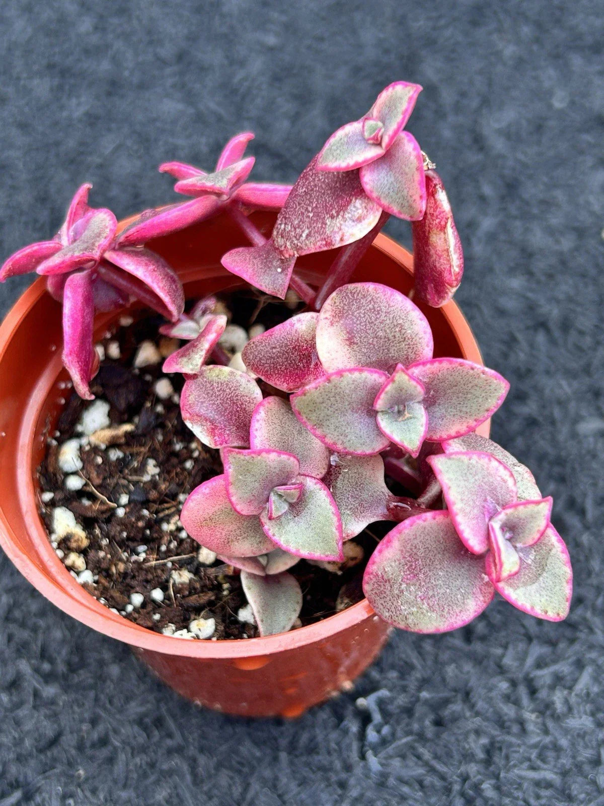 Live Succulent Plant Crassula marginalis Rubra Calico Kitten Fully Rooted