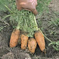 Heirloom Danvers Half Long Carrot Seeds – Non-GMO, 1000+ Seeds for Home Gardening, Daucus carota