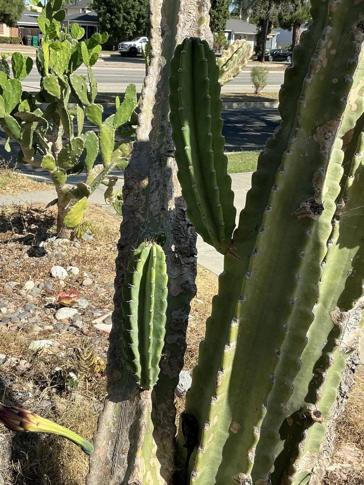 Peruvian Apple Cactus Cuttings Lot of 2 | Cereus peruvianus | Drought-Tolerant Indoor Outdoor Succulent