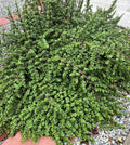 20 Cuttings Elephant Bush Succulent Red Stem Plants Portulacaria afra for Indoor Gardening